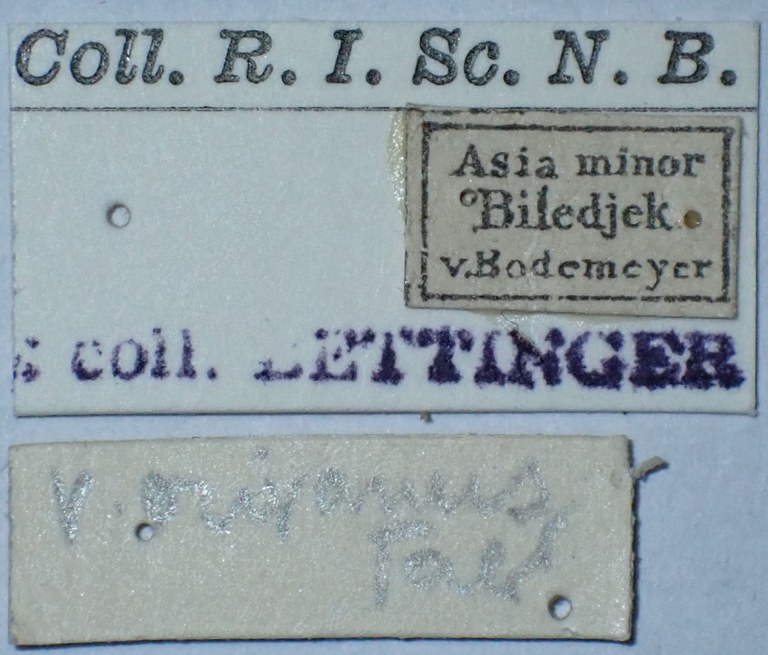 Synaptus erivanus labels Synaptus erivanus labels