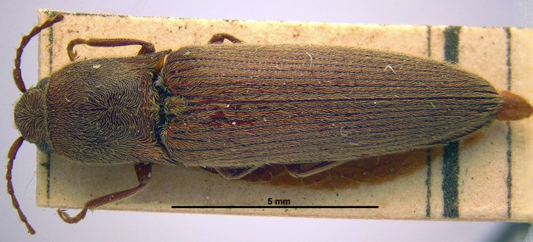 Synaptus erivanus D Synaptus erivanus D