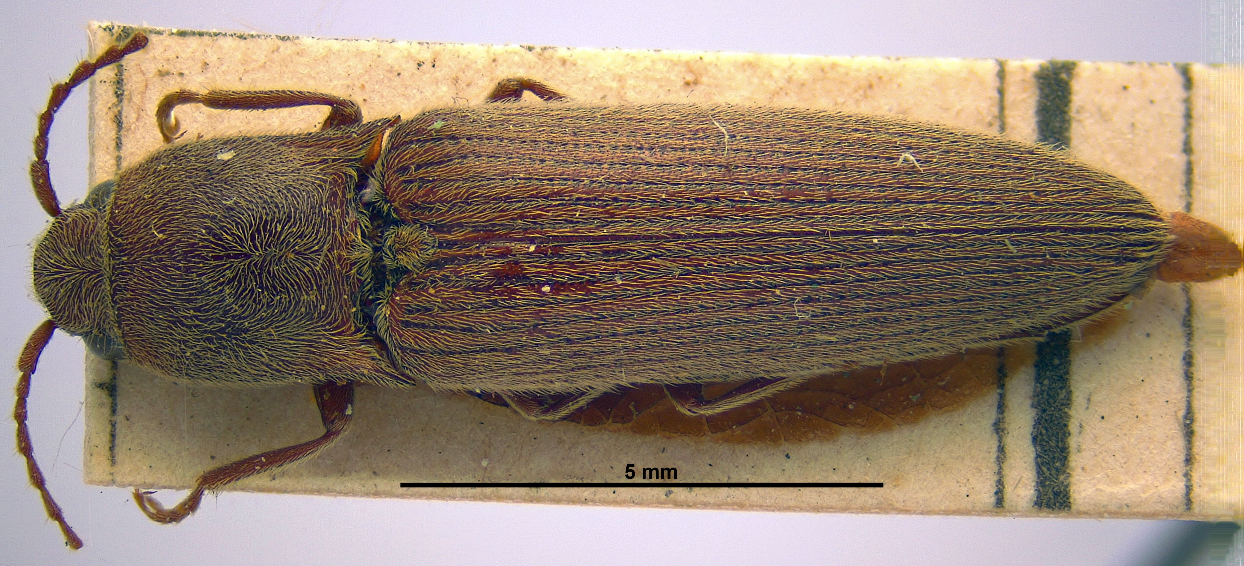 Synaptus erivanus D