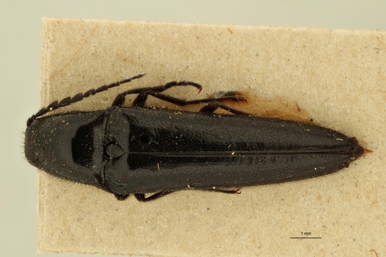 Tomicephalus abdominalis F T D.jpg Tomicephalus abdominalis F T D.jpg