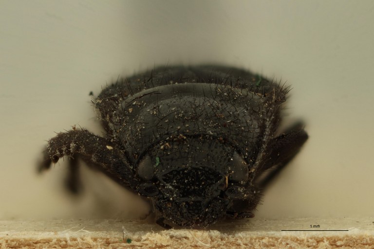 Tomicephalus abdominalis F T F.jpg Tomicephalus abdominalis F T F.jpg