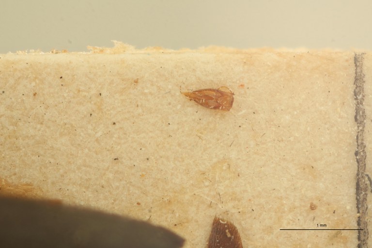 Wallaceus braeckeli M Ht Aedeagus.jpg Wallaceus braeckeli M Ht Aedeagus.jpg