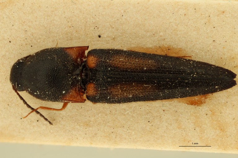 Wallaceus braeckeli M Ht D.jpg Wallaceus braeckeli M Ht D.jpg