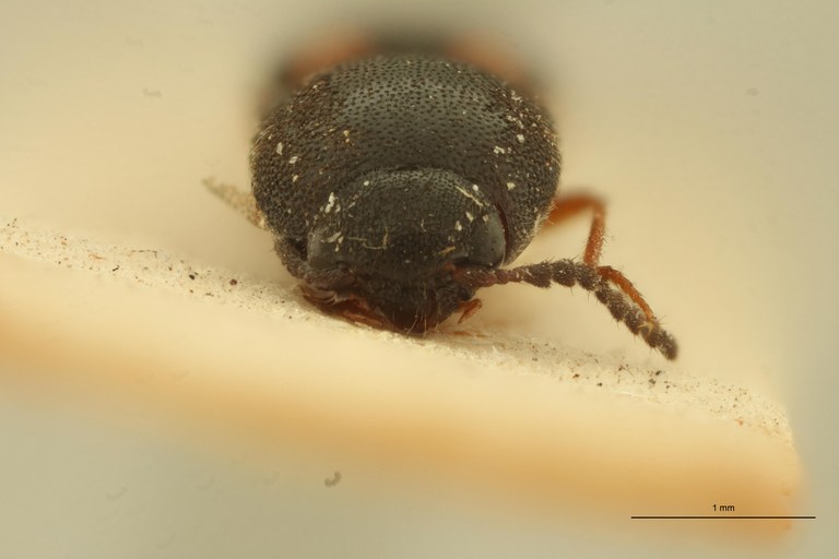 Wallaceus braeckeli M Ht F.jpg Wallaceus braeckeli M Ht F.jpg