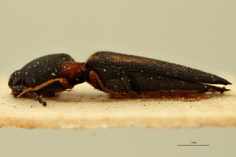 Wallaceus braeckeli M Ht L.jpg Wallaceus braeckeli M Ht L.jpg