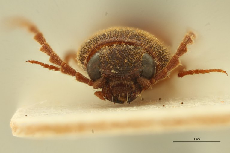 Xanthopenthes cambodianus Pt F.jpg