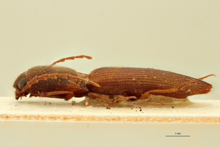 Xanthopenthes cambodianus Pt L.jpg