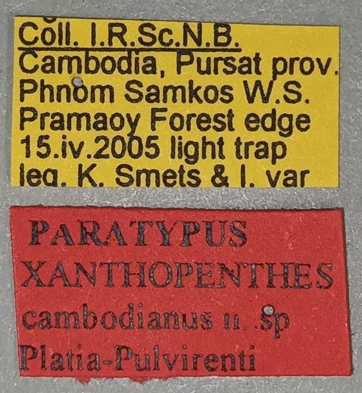 Xanthopenthes cambodianus Pt Labels.jpg