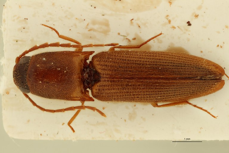 Xanthopenthes cambodianus M Ht D.jpg Xanthopenthes cambodianus M Ht D.jpg