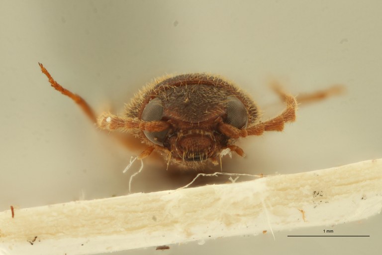 Xanthopenthes cambodianus M Ht F.jpg Xanthopenthes cambodianus M Ht F.jpg