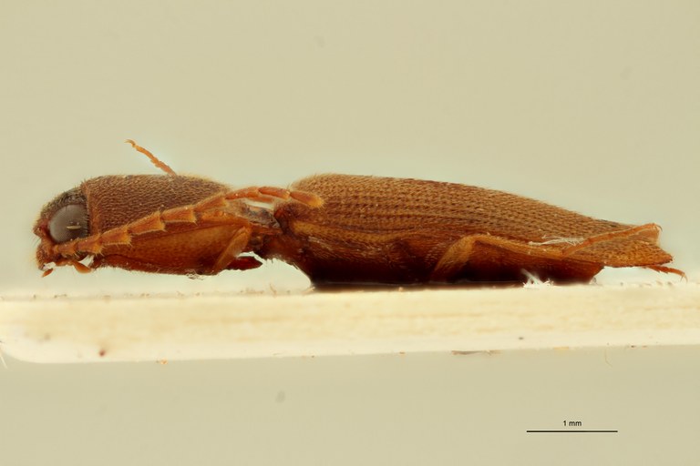 Xanthopenthes cambodianus M Ht L.jpg Xanthopenthes cambodianus M Ht L.jpg