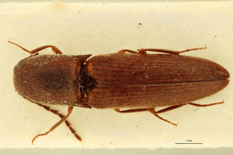 Xanthopenthes dembickyi M Pt D.jpg Xanthopenthes dembickyi M Pt D.jpg