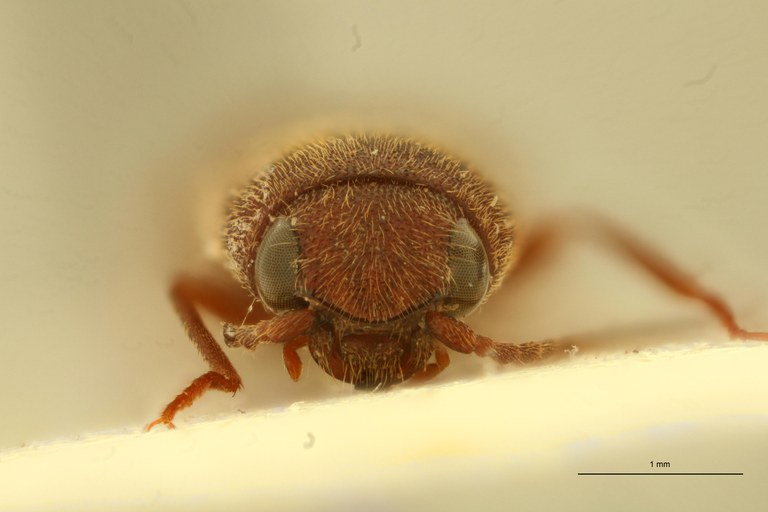 Xanthopenthes dembickyi M Pt F.jpg Xanthopenthes dembickyi M Pt F.jpg