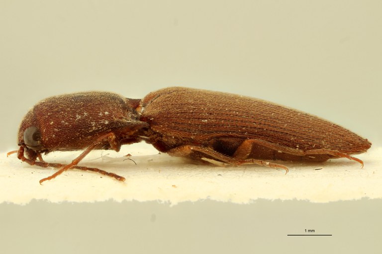 Xanthopenthes dembickyi M Pt L.jpg Xanthopenthes dembickyi M Pt L.jpg
