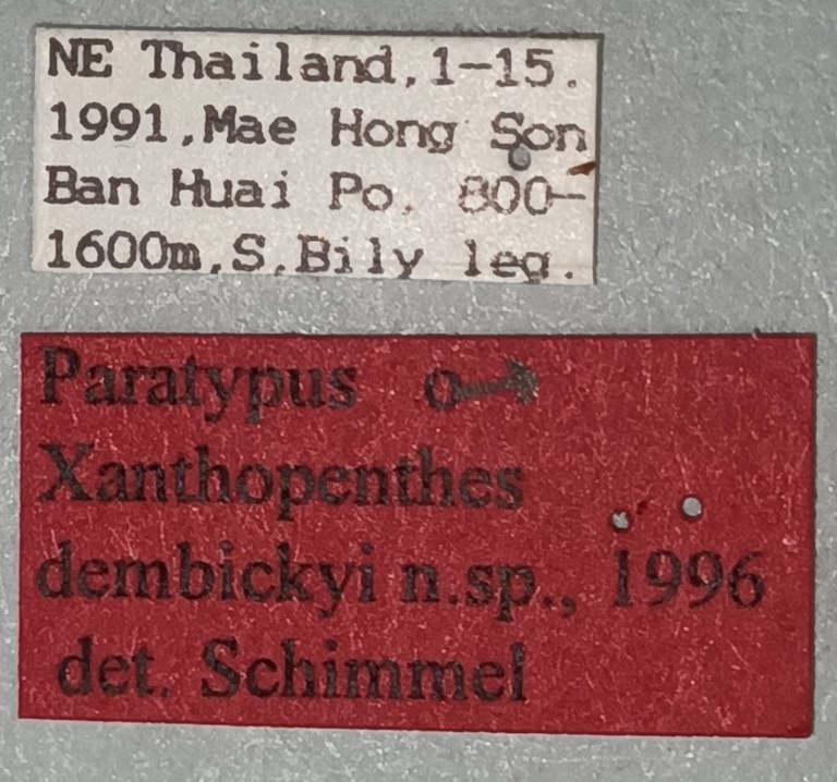 Xanthopenthes dembickyi M Pt Labels.jpg Xanthopenthes dembickyi M Pt Labels.jpg