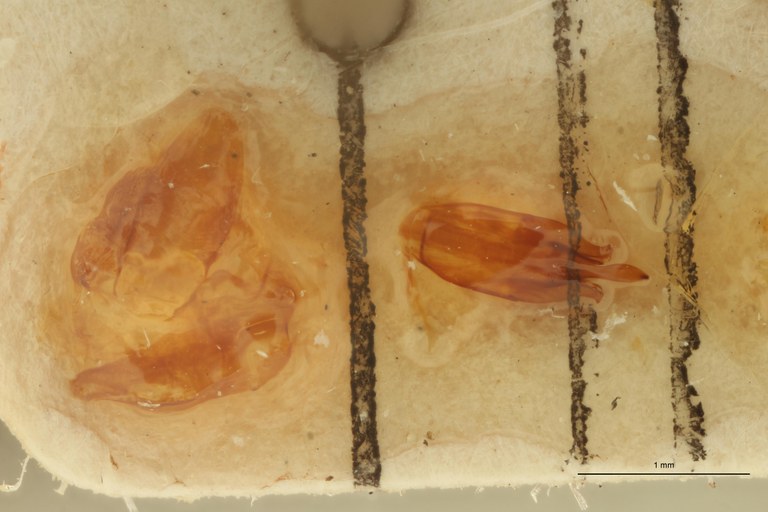 Xanthopenthes desenderi M Ht Aedeagus.jpg Xanthopenthes desenderi M Ht Aedeagus.jpg