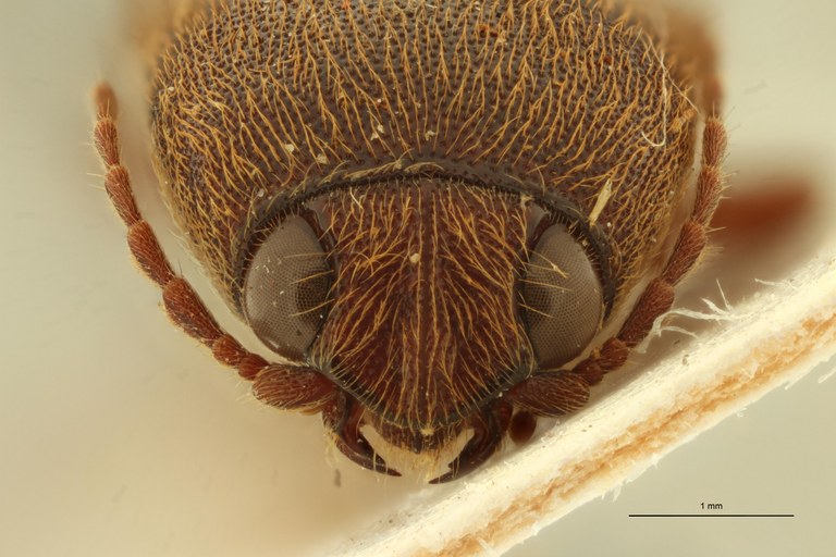 Xanthopenthes desenderi M Ht F.jpg Xanthopenthes desenderi M Ht F.jpg