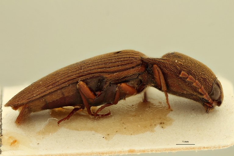 Xanthopenthes desenderi M Ht L.jpg Xanthopenthes desenderi M Ht L.jpg