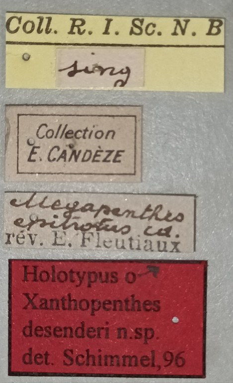 Xanthopenthes desenderi M Ht Labels.jpg Xanthopenthes desenderi M Ht Labels.jpg