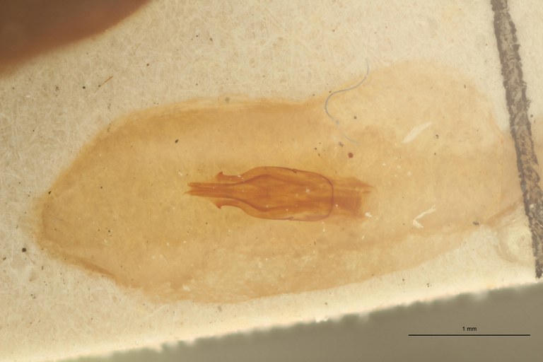 Xanthopenthes dolini M Ht Aedeagus.jpg Xanthopenthes dolini M Ht Aedeagus.jpg