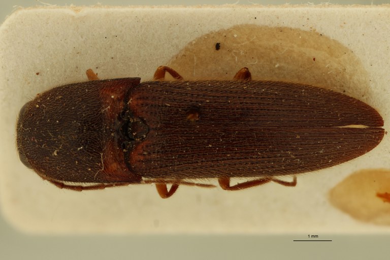 Xanthopenthes dolini M Ht D.jpg Xanthopenthes dolini M Ht D.jpg