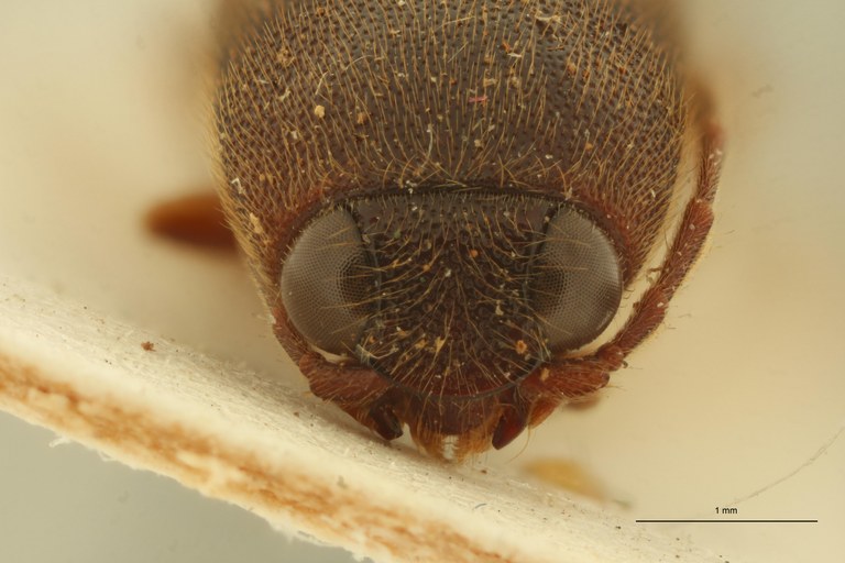 Xanthopenthes dolini M Ht F.jpg Xanthopenthes dolini M Ht F.jpg