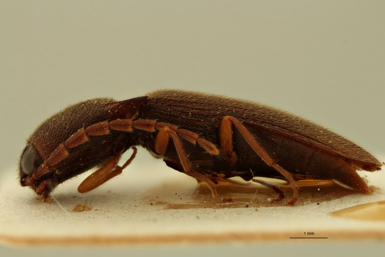 Xanthopenthes dolini M Ht L.jpg Xanthopenthes dolini M Ht L.jpg