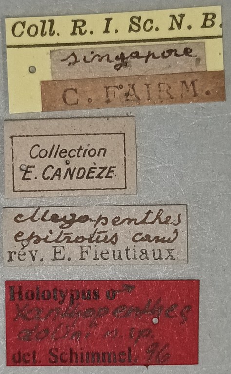 Xanthopenthes dolini M Ht Labels.jpg Xanthopenthes dolini M Ht Labels.jpg