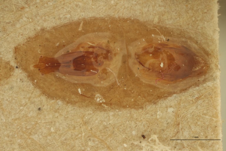 Xanthopenthes fairmairei M Pt Aedeagus.jpg Xanthopenthes fairmairei M Pt Aedeagus.jpg