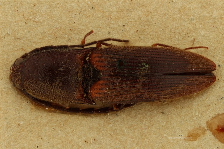 Xanthopenthes fairmairei M Pt D.jpg Xanthopenthes fairmairei M Pt D.jpg