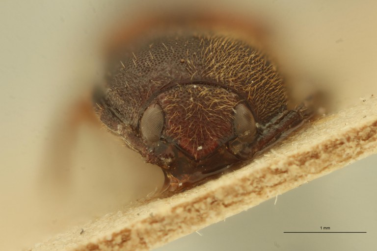 Xanthopenthes fairmairei M Pt F.jpg Xanthopenthes fairmairei M Pt F.jpg