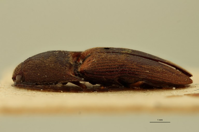 Xanthopenthes fairmairei M Pt L.jpg Xanthopenthes fairmairei M Pt L.jpg