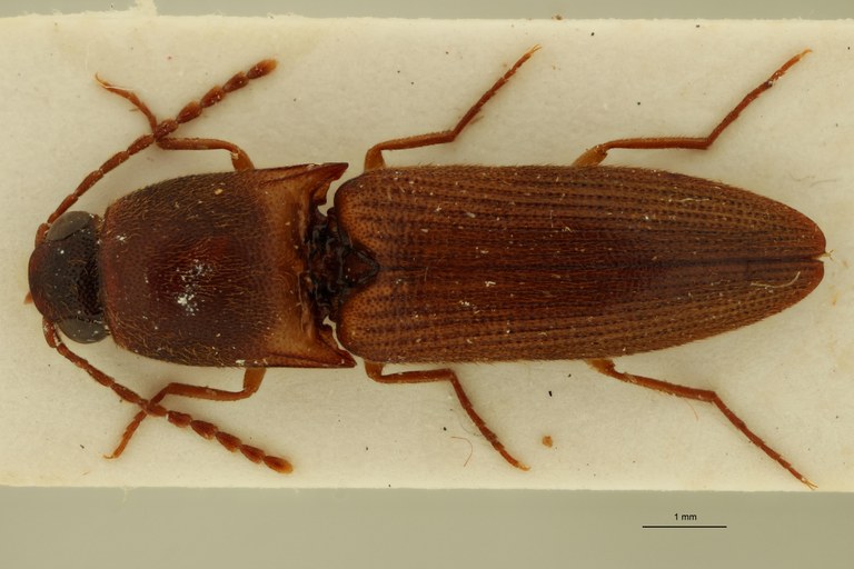 Xanthopenthes klausnitzeri F Pt D.jpg Xanthopenthes klausnitzeri F Pt D.jpg