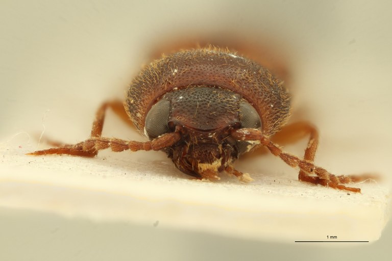 Xanthopenthes klausnitzeri F Pt F.jpg Xanthopenthes klausnitzeri F Pt F.jpg