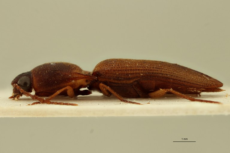 Xanthopenthes klausnitzeri F Pt L.jpg Xanthopenthes klausnitzeri F Pt L.jpg