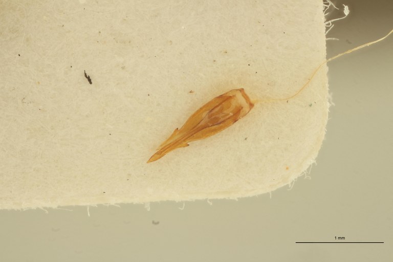 Xanthopenthes longicollis M Pt Aedeagus.jpg Xanthopenthes longicollis M Pt Aedeagus.jpg