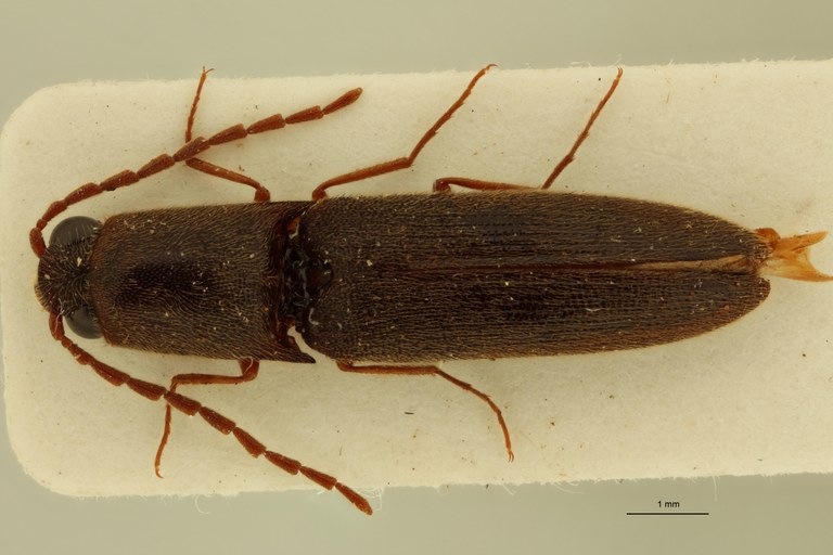 Xanthopenthes longicollis M Pt D.jpg Xanthopenthes longicollis M Pt D.jpg