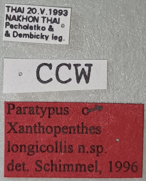 Xanthopenthes longicollis M Pt Labels.jpg Xanthopenthes longicollis M Pt Labels.jpg