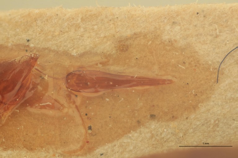 Xanthopenthes modiglianii M Pt Aedeagus.jpg Xanthopenthes modiglianii M Pt Aedeagus.jpg