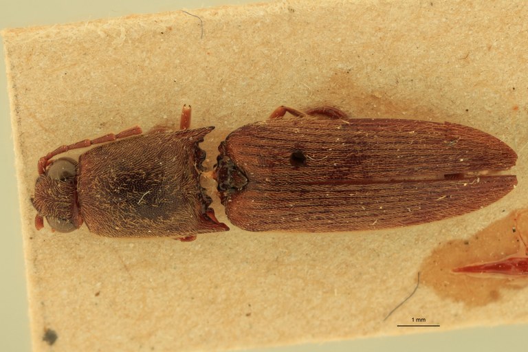 Xanthopenthes modiglianii M Pt F.jpg Xanthopenthes modiglianii M Pt F.jpg