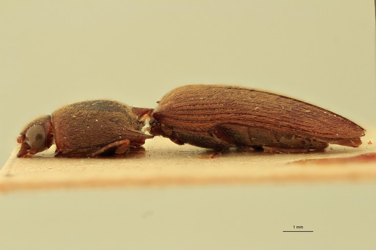 Xanthopenthes modiglianii M Pt L.jpg Xanthopenthes modiglianii M Pt L.jpg