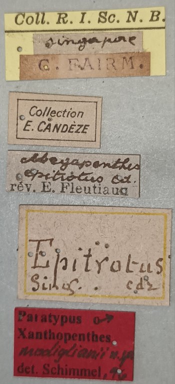 Xanthopenthes modiglianii M Pt Labels.jpg Xanthopenthes modiglianii M Pt Labels.jpg