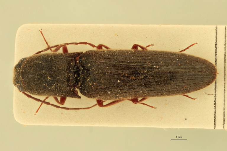 Xanthopenthes nigerrimus Pt D.jpg