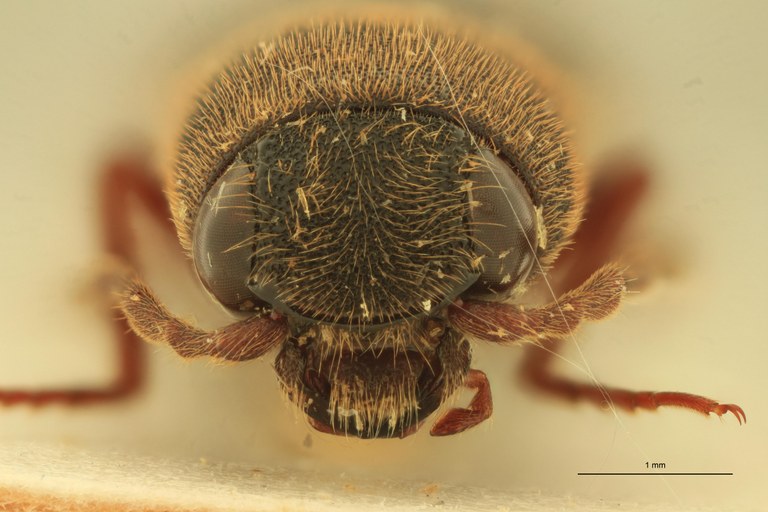 Xanthopenthes nigerrimus Pt F.jpg