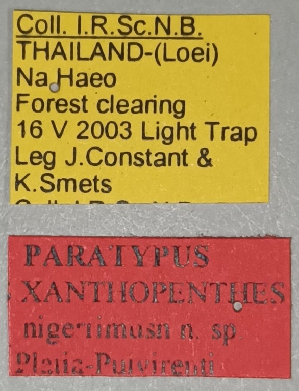 Xanthopenthes nigerrimus Pt Labels.jpg