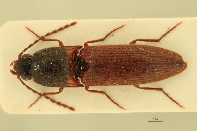 Xanthopenthes pacholatkoi F Pt D.jpg Xanthopenthes pacholatkoi F Pt D.jpg