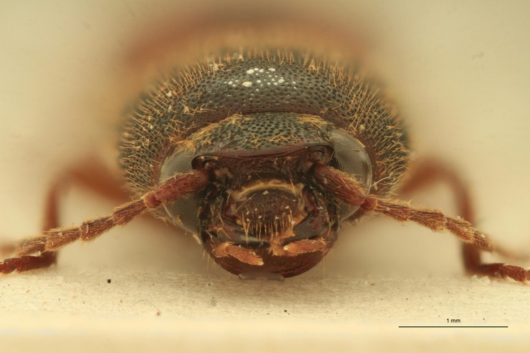 Xanthopenthes pacholatkoi F Pt F.jpg Xanthopenthes pacholatkoi F Pt F.jpg