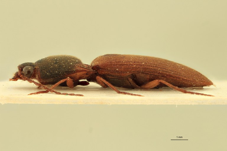 Xanthopenthes pacholatkoi F Pt L.jpg Xanthopenthes pacholatkoi F Pt L.jpg