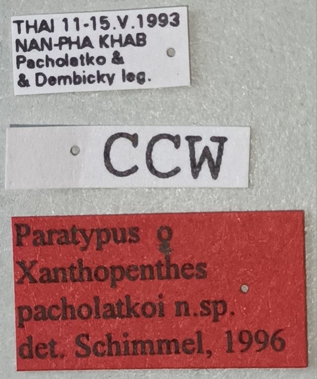 Xanthopenthes pacholatkoi F Pt Labels.jpg Xanthopenthes pacholatkoi F Pt Labels.jpg
