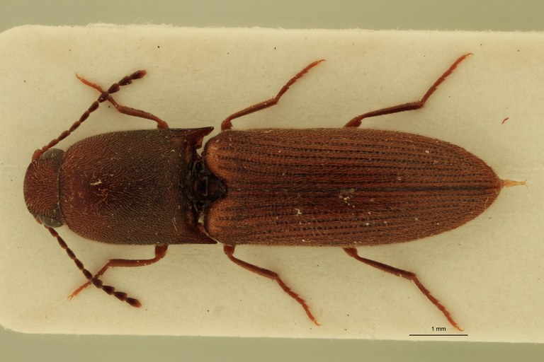 Xanthopenthes preussi F Pt D.jpg Xanthopenthes preussi F Pt D.jpg